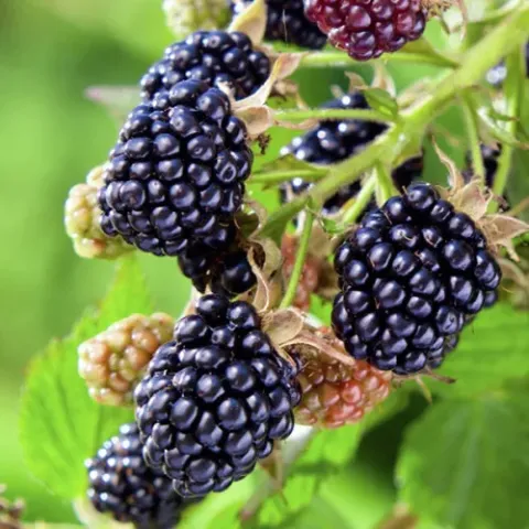 Fresh blackberries on a branch - Garden Miracle