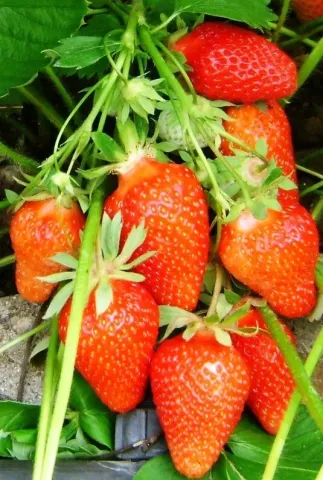 Fresh strawberries on branches with green leaves - AIDARINA