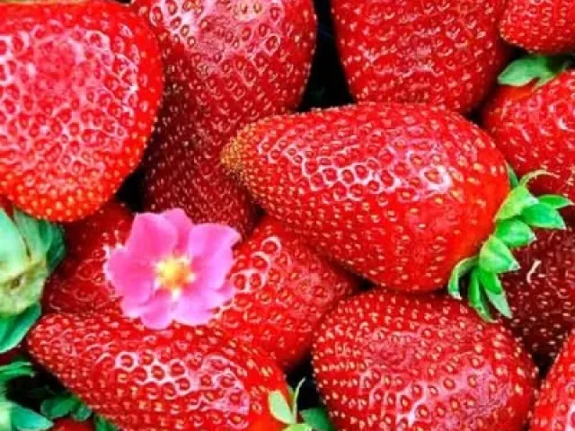 DrisStrawThirtyEight