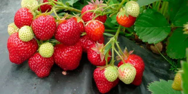 Strawberry Yotsuboshi on a bed with green leaves