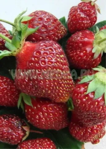 Close-up of fresh strawberries of the Firework variety - FAYERVERK