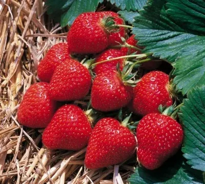Клубника сорта Флоренс на фоне соломы и листьев