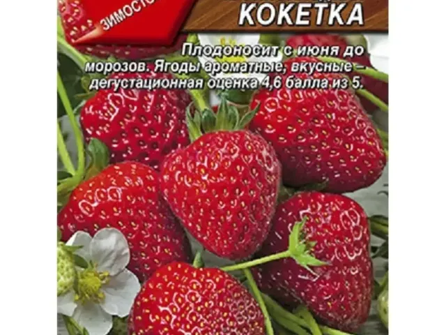 Koketka