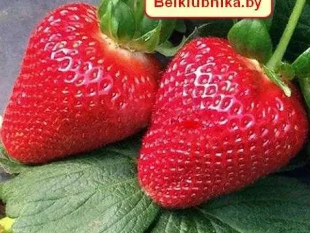 Мурано