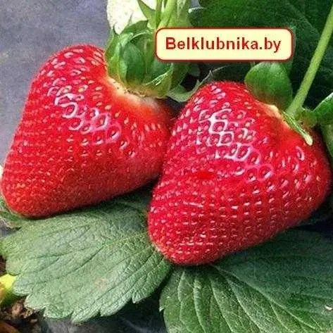 Крупные красные ягоды земляники сорта МУРАНО на зелёных листьях.