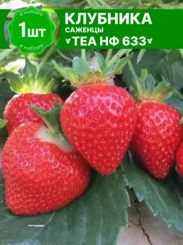 Strawberry seedling variety NF633