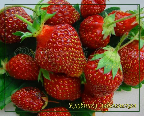 Strawberry Zabelinskaya on green background