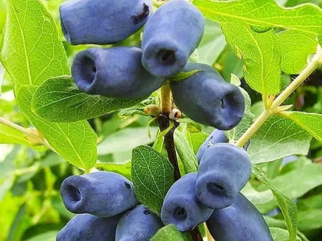 Спокуса