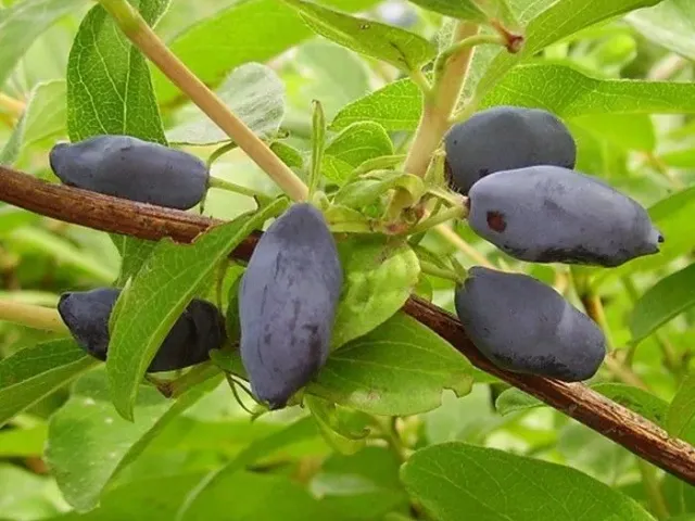 Заречная